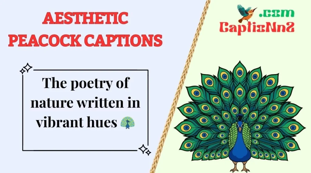 Aesthetic Peacock Captions