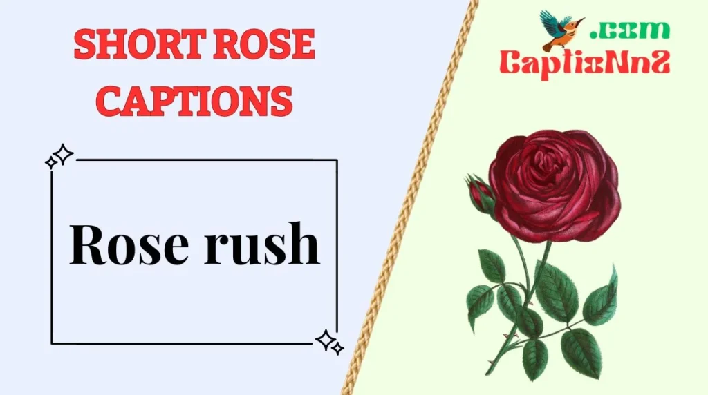 Short Rose Captions