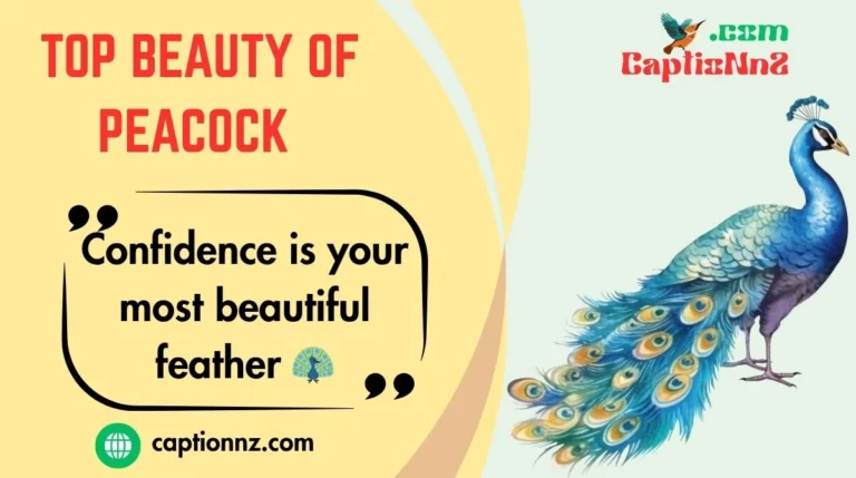 Top Beauty of Peacock