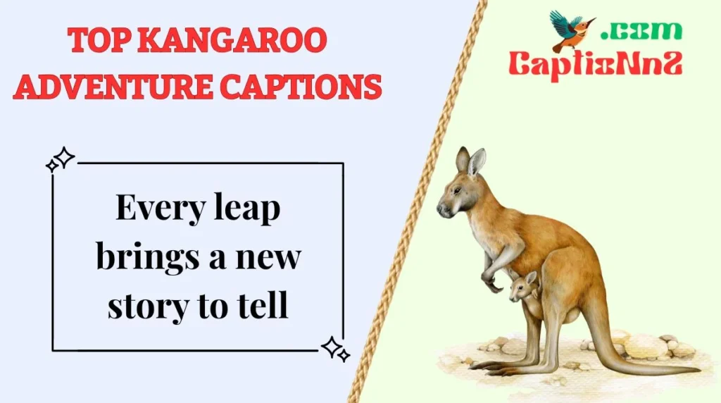 Top Kangaroo Adventure Captions